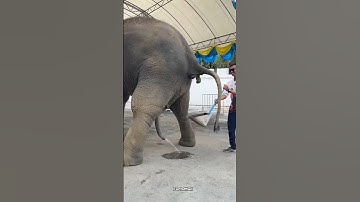 हाथी का गोबर क्यों इकट्ठा किया जाता है? Elephant Poop #shorts #ytshorts