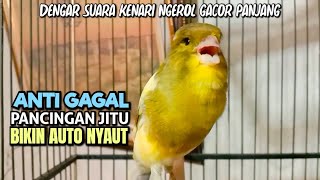 ANTI GAGAL‼PANCINGAN Jitu Bikin Kenari Paud & Macet AUTO Nyaut Dengar Cuitan Kenari Ngerol Gacor