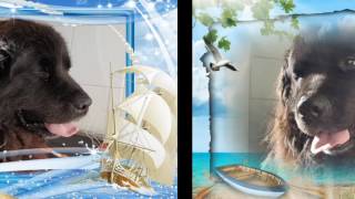 Trim4Pets New Foundlander