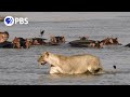 Mother Hippo Protects Calf from Lions and Crocodiles