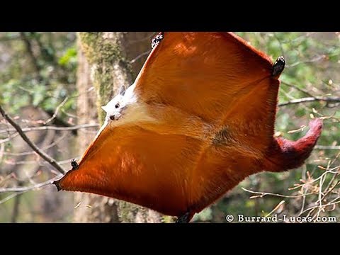 سناجب تطير وتحلق في الهواء مشاهد حقيقية 