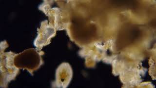 Meiofauna