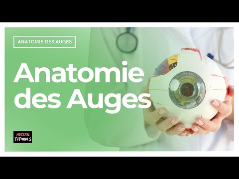 Anatomie des Auges: Wie ist unser Sehorgan aufgebaut?