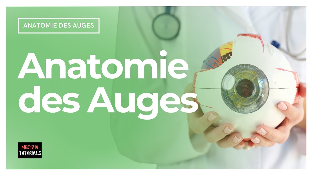 Anatomie des Auges: Wie ist unser Sehorgan aufgebaut? — Transcript