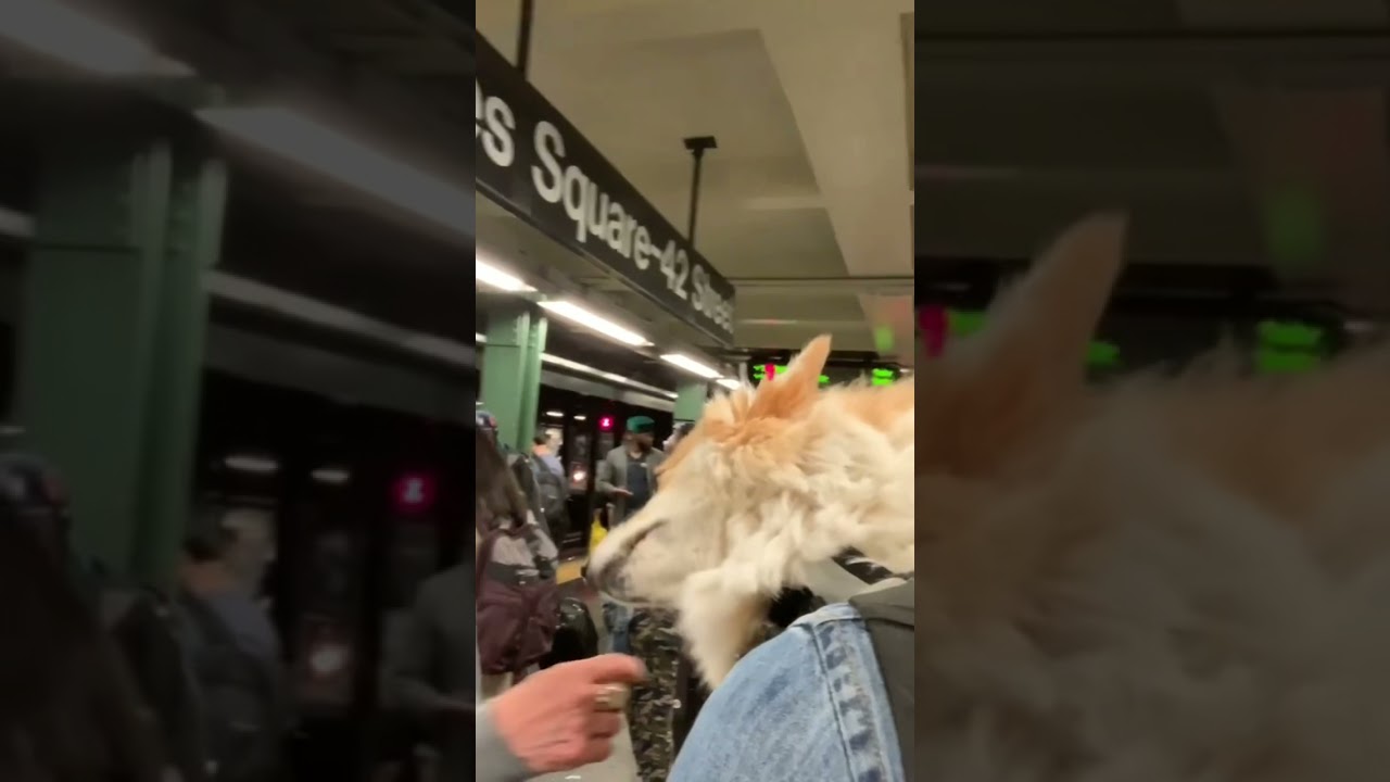 Surprising People with a corgi in a backpack 