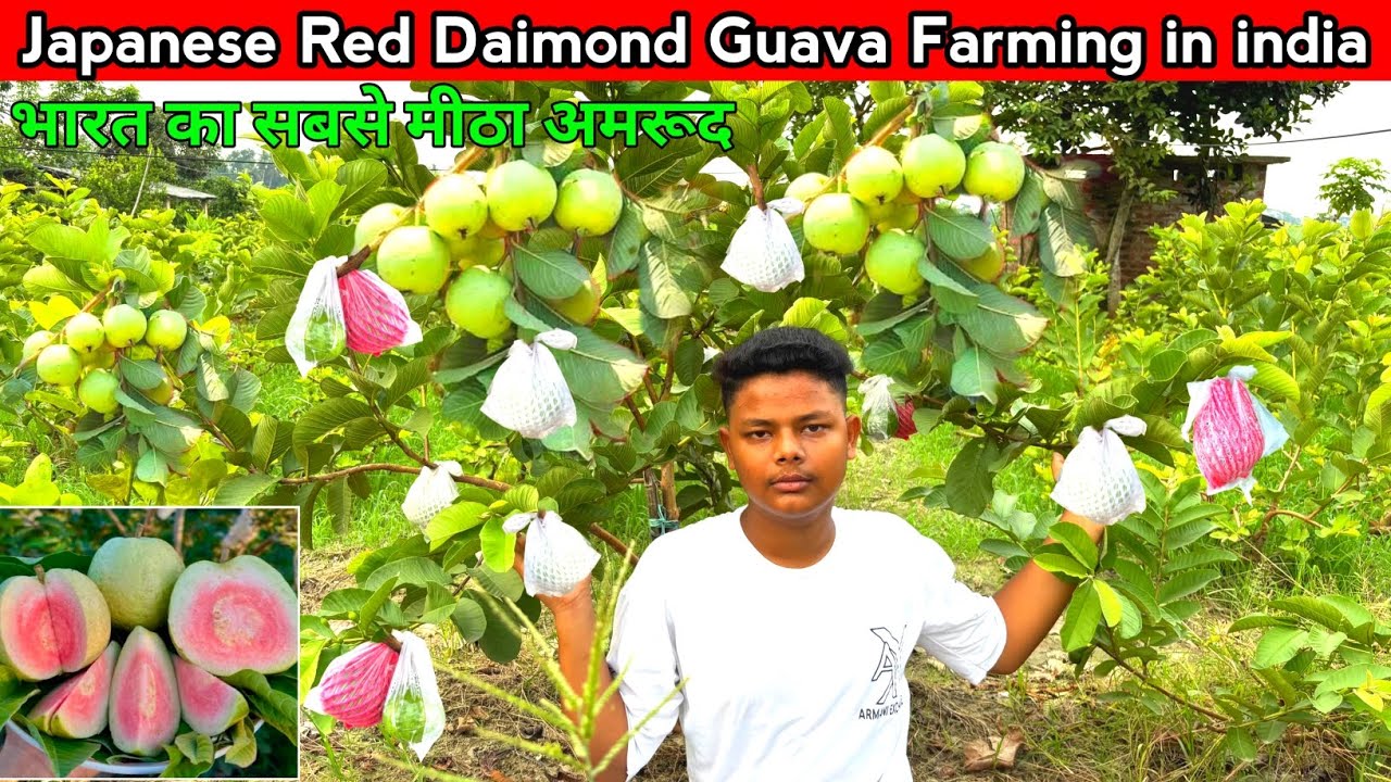 120$ किलो बिकिनी वाले रेड डायमंड अमकद कीखेती // Red Diamond Guava Farming in india