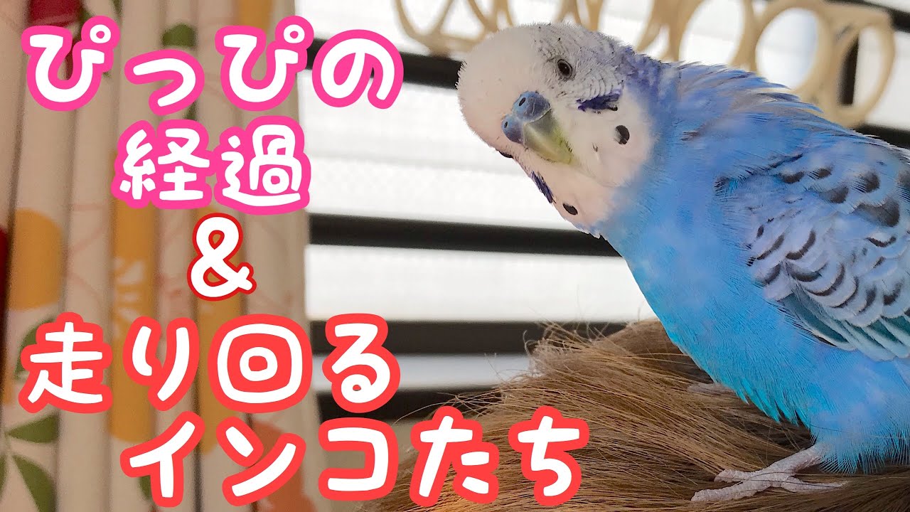セキセイインコ】ぴっぴの経過＆走り回るインコたち The progress of