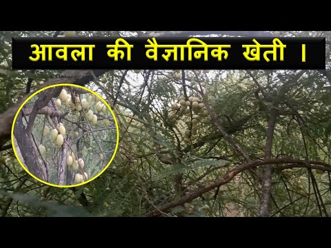 वीडियो: वसंत में पाउडर फफूंदी से आंवले का प्रसंस्करण: कब और क्या प्रक्रिया के लिए बेहतर है