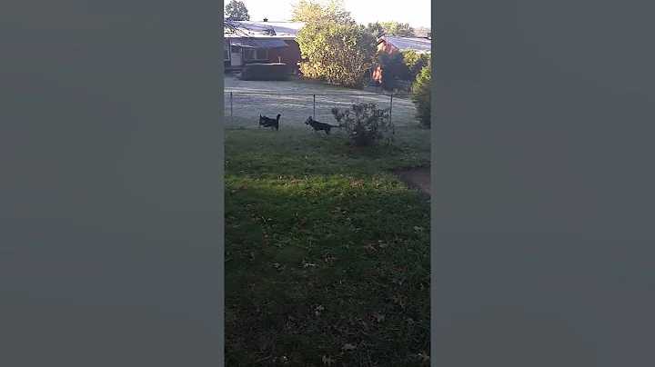 Playing chase