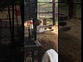 Baby Goat Falling