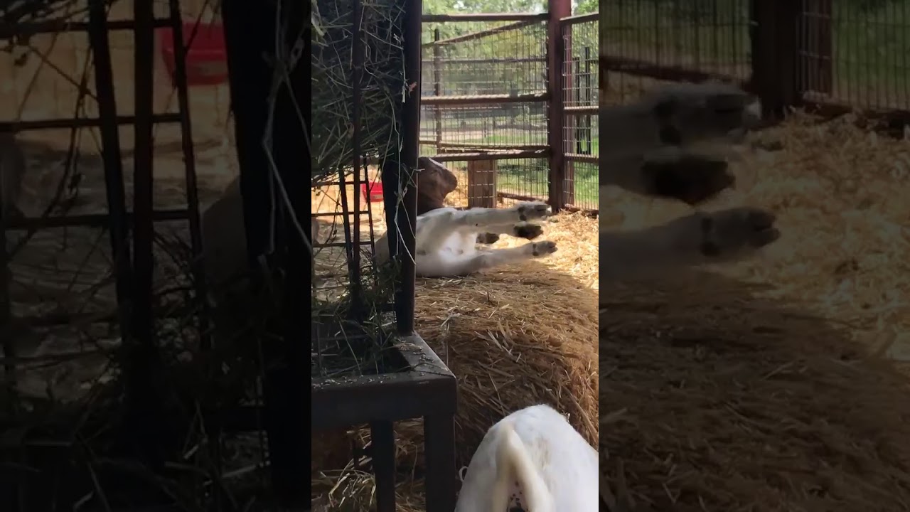 Baby Goat Falling YouTube