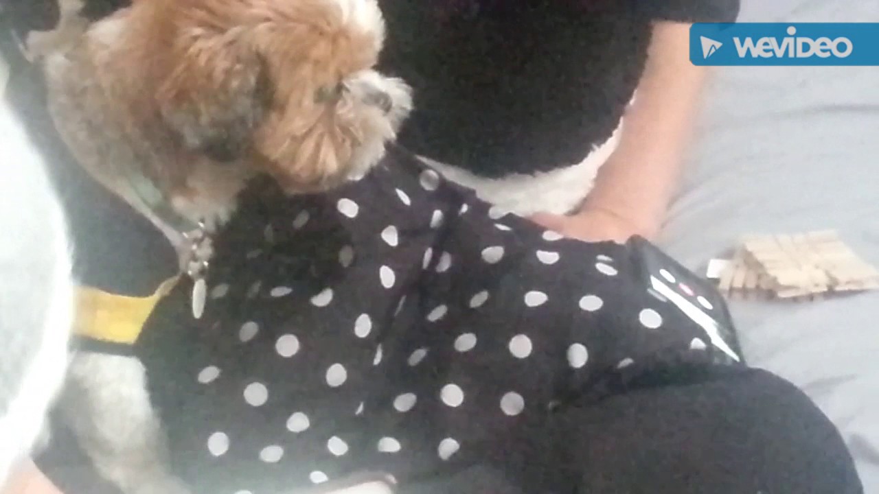 SINGING DOG! - YouTube