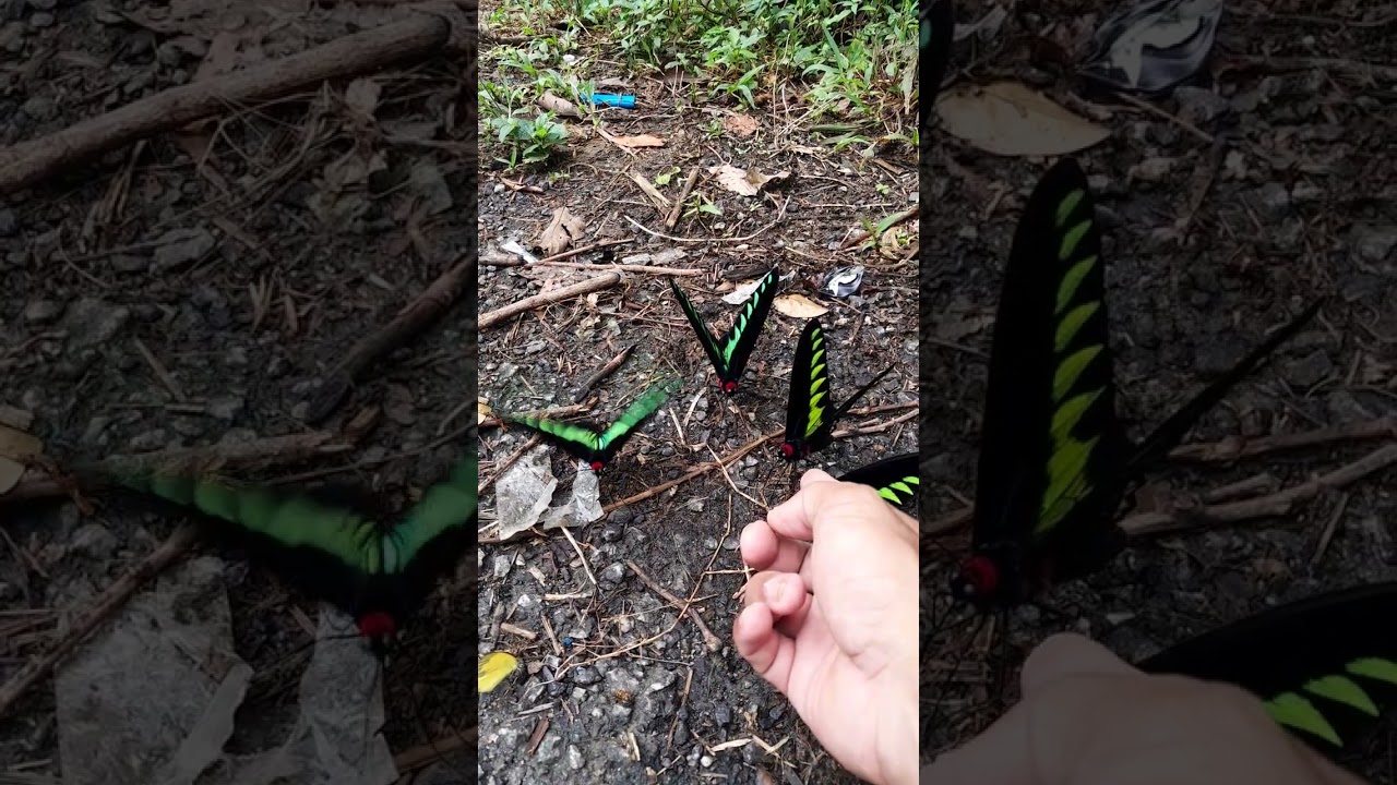 rajah brooke butterfly 🦋