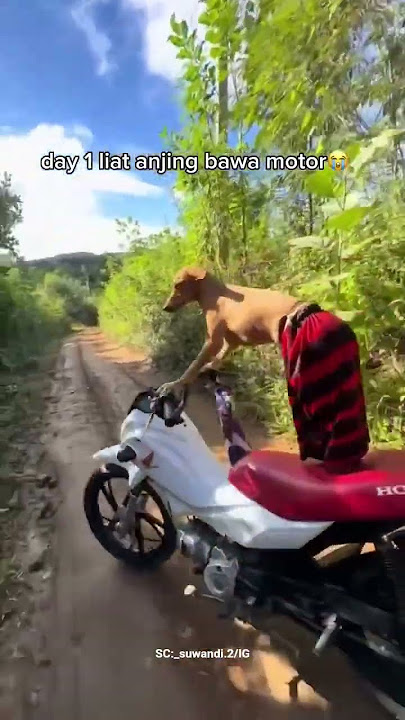 Anjing bawa Motor 😂 #shortvideo #meme #viral #jokes #infounik