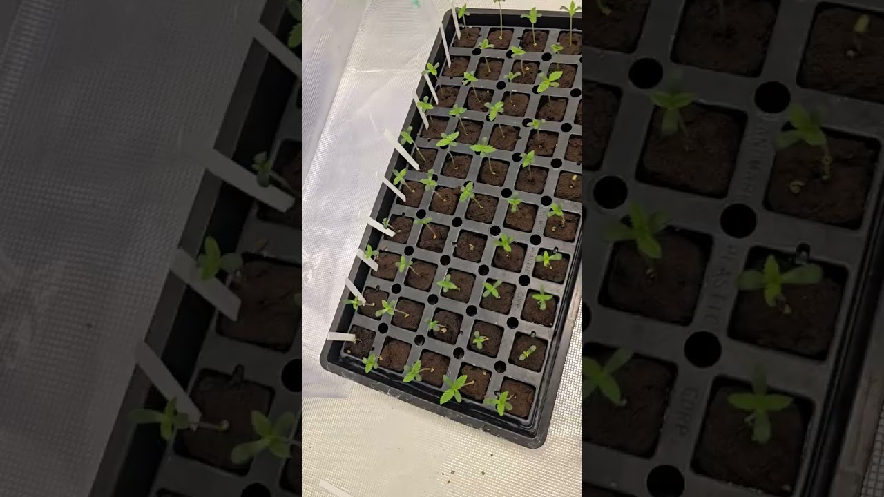 Pressure fems testing 6 days from planting... important lesson