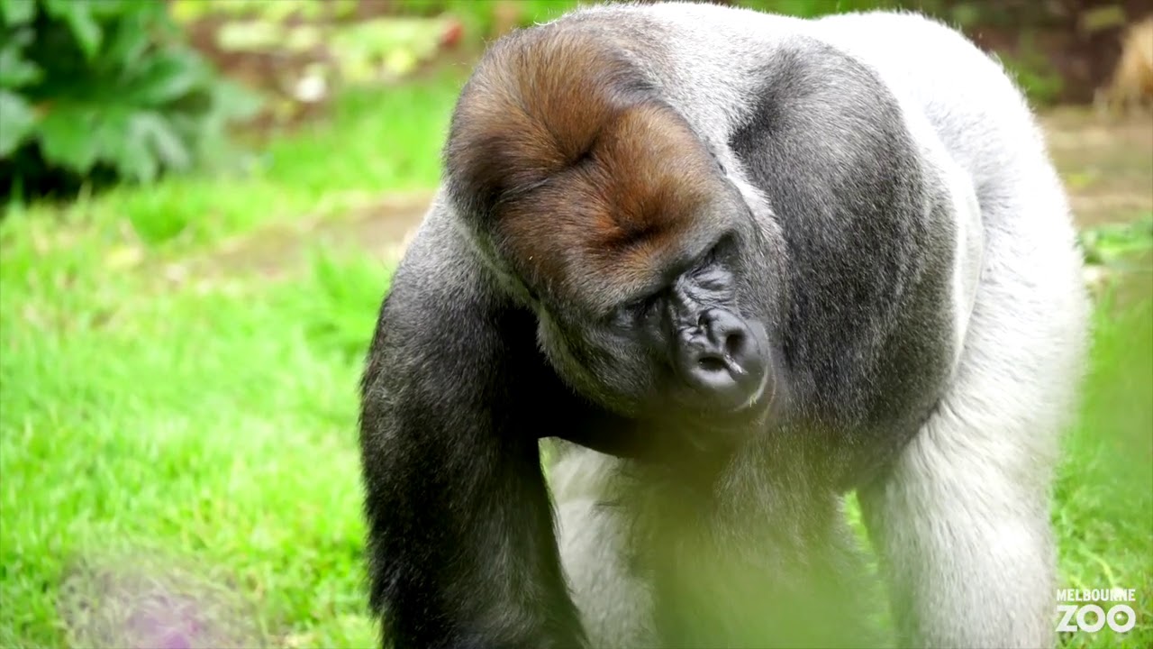 Melbourne Zoo gorilla family over time