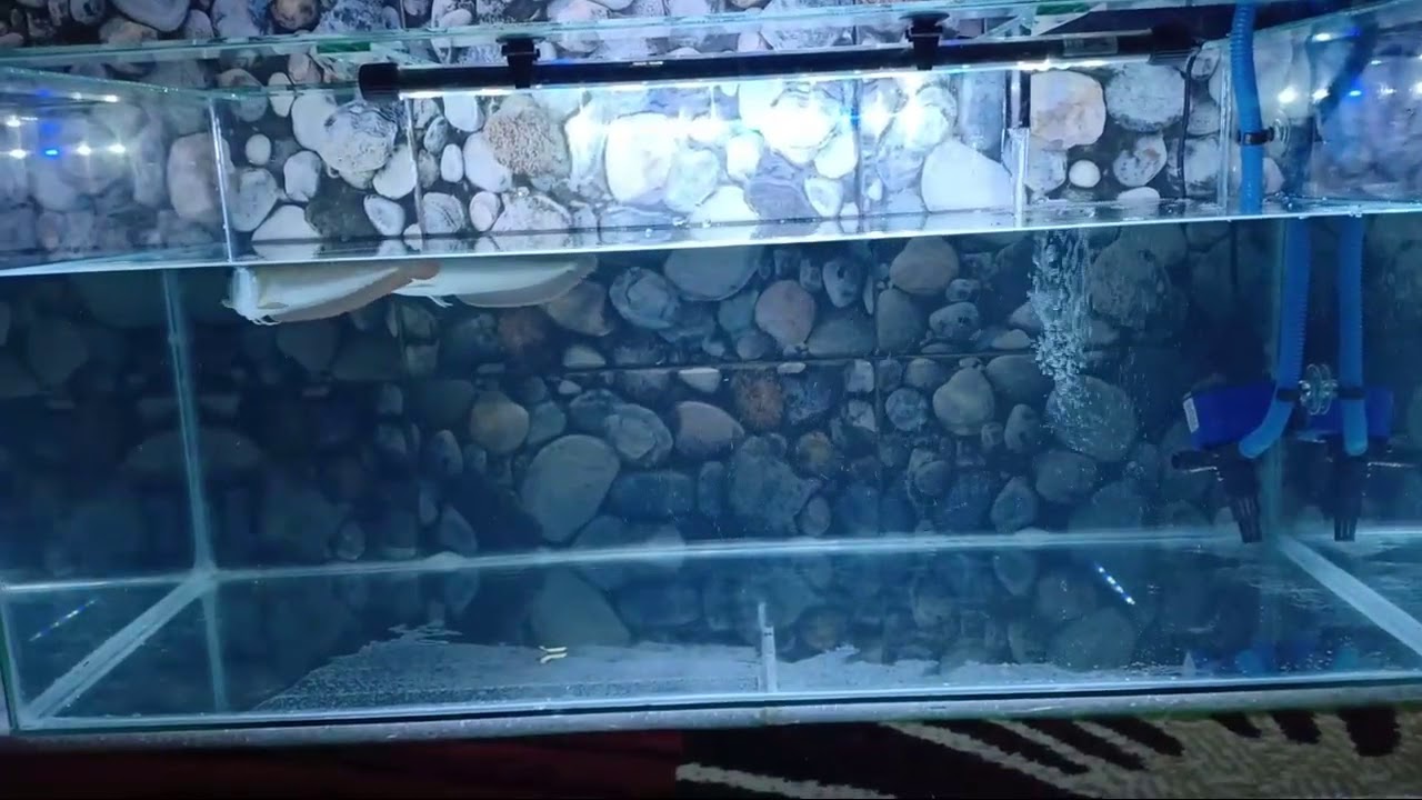 IKAN ARWANA SILVER RED