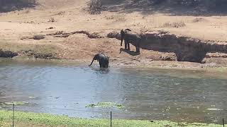 Bathtime @KRUGERNATIONALlPARKSAFARI and @krugernationalparksighting2254