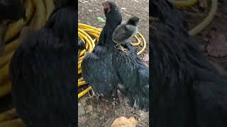 chicken family #video