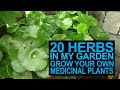 20 Herbs In My Garden I Grow Your Own Medicinal Plants