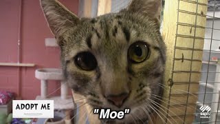Hazleton Animal Shelter's Adopt Me May 4, 2025