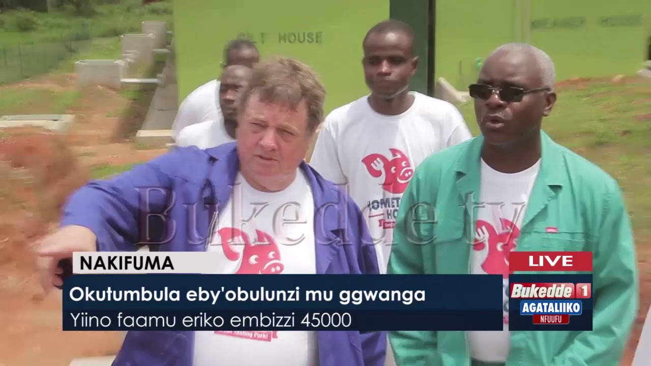#Agataliikonfuufu:   Okutumbula eby'obulunzi mu ggwanga. Yiino faamu eriko embizzi 4500.