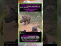 🦏🦁 | #RhinoVsLions #WildlifeSurvival
