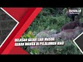 Viral Video Belasan Gajah Liar Masuk Kebun Warga di Pelalawan Riau