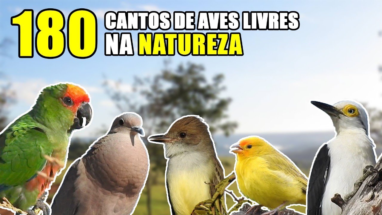 Cantos de 180 espécies de pássaros livres na natureza.