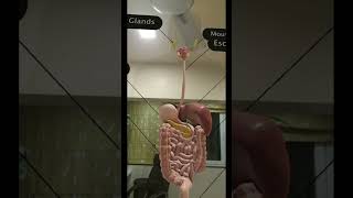 3D Human Digestive System AR with Google View in 3D screenshot 5