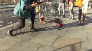 Sandra Marvin and the Christmas Singing Dogs