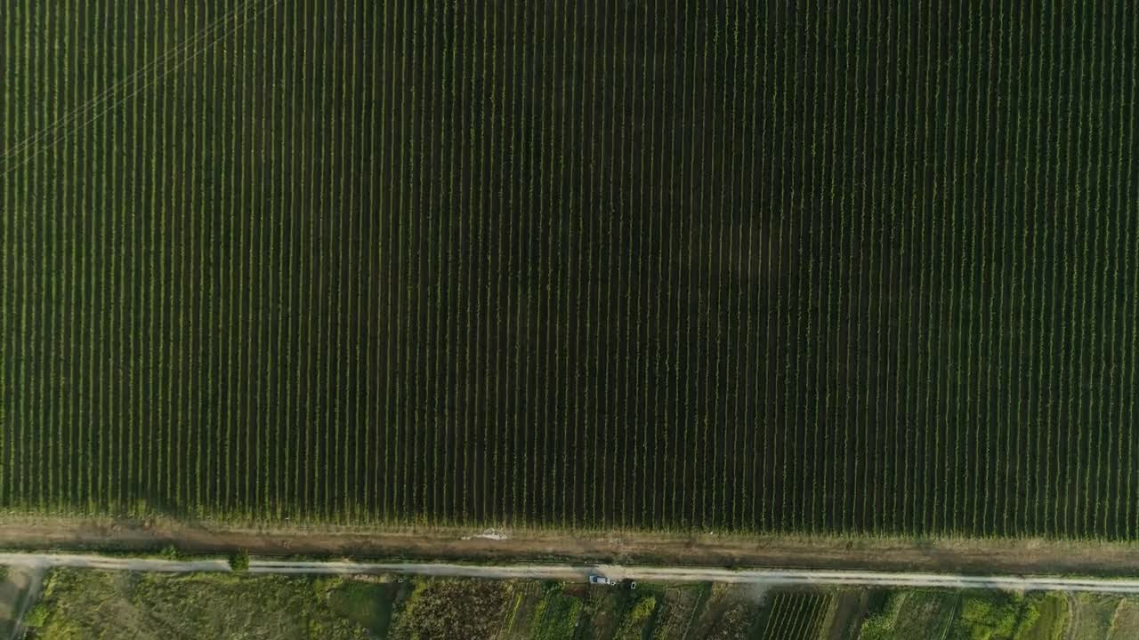 Aerial Shot Of A Vineyard   Stock Video