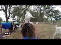 Goat yoga in Tampa