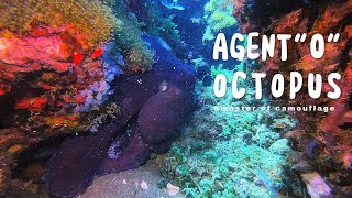 Agent 'O' Octopus