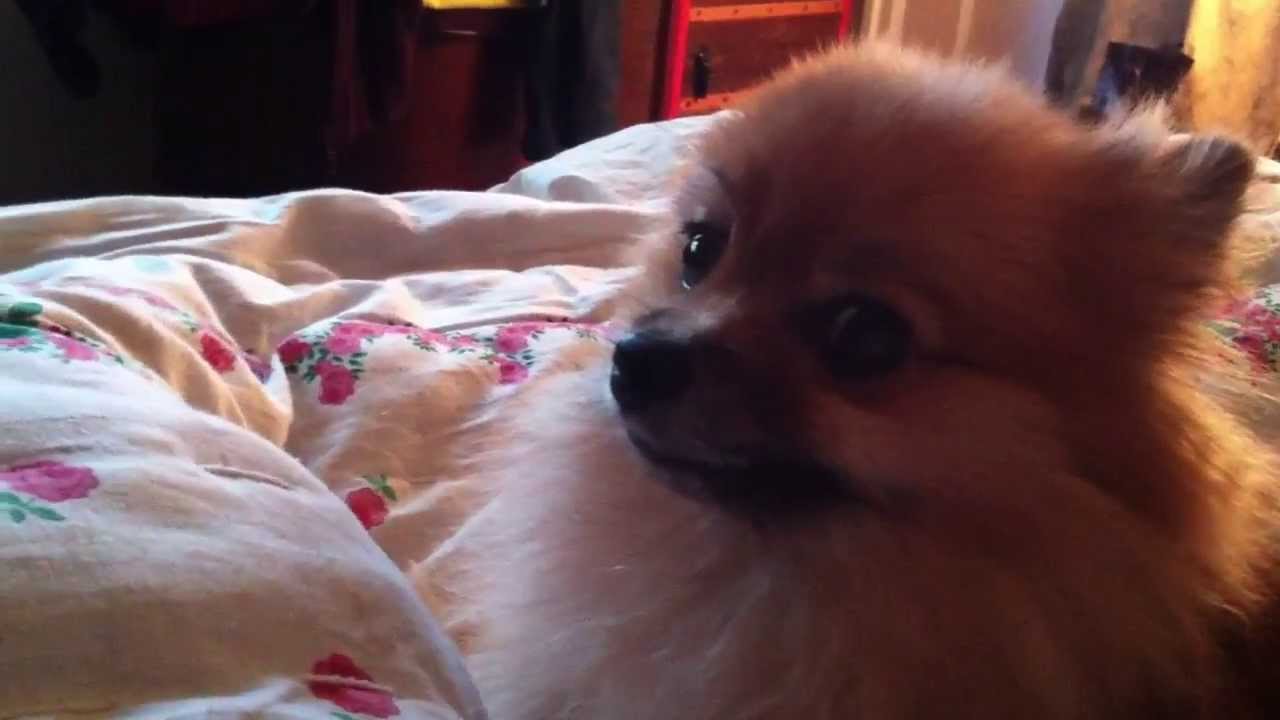 1 year old pomeranian