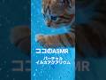 ココのASMR『バーチャルイルカアクアリウム🐬』イヤホンで聴いてみてにゃ🎧️#asmr#猫#ai猫#aicat #cat #catlovers