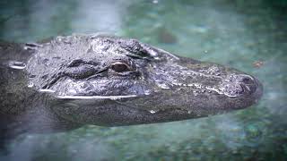 Zoo Veterinarian - Career Video, 1st Grade (ES)