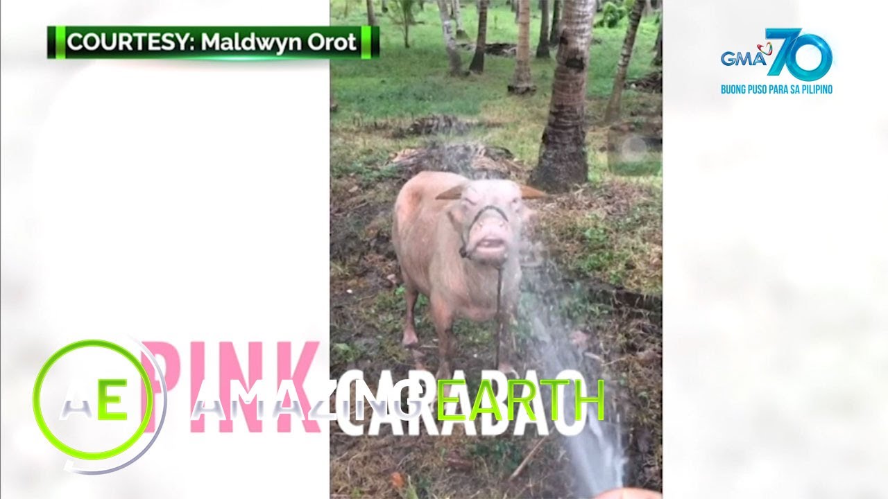 Amazing Earth: Do pink carabaos exist?