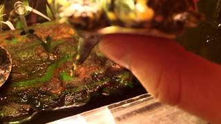 How to care for softshells, HELP!