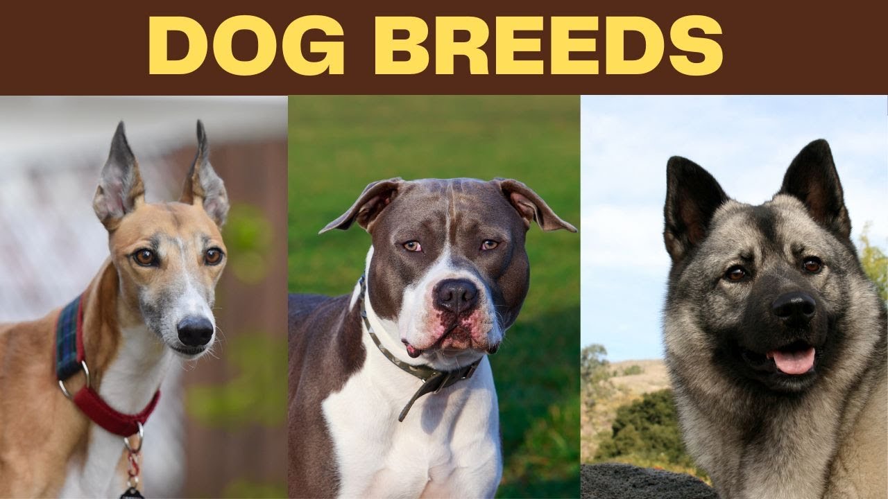 Dog Breeds Dogs Breeds Names In English With Pictures list of 50