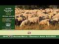 Sla 8232023 superior livestock sheep auction