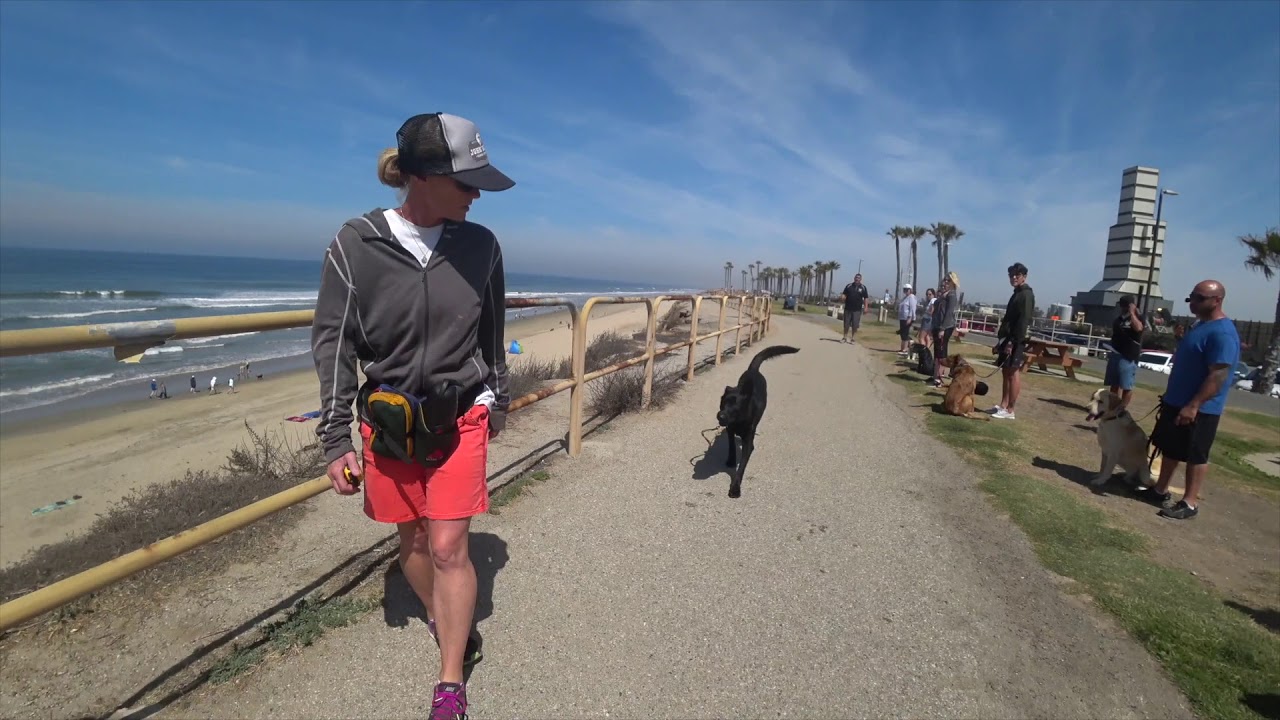 Dog Training Master Class With The Epic Dog Pros At Huntington Dog Beach Group Class newport beach oregon