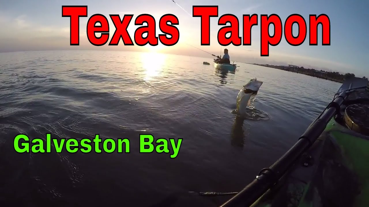 Must watch/ fish catching air/ out kayaking Galveston Bay YouTube