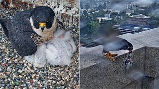 Cal Falcons: Annie \& Archie care for chicks 🐥🐥🐥🐥 through rainstorm ☔ 2024 May 4