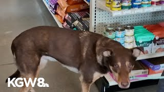 Pet supply companies in Portland face steep fuel surcharges