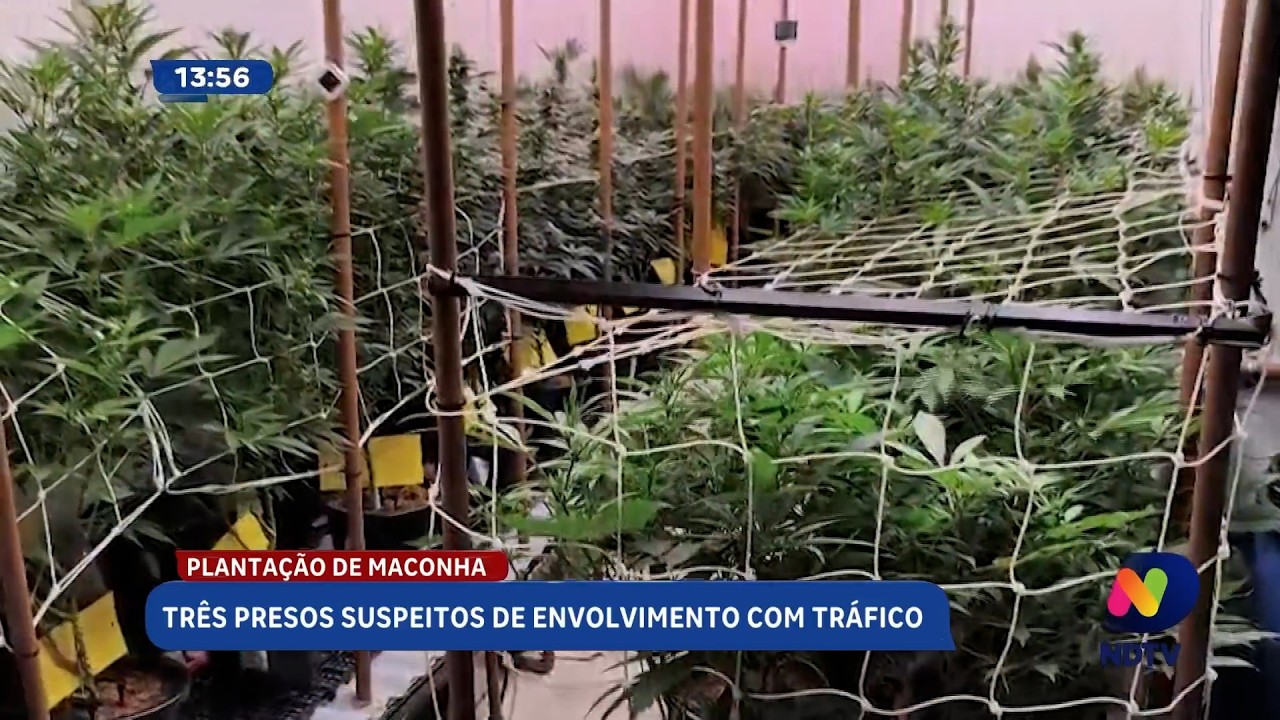 Plantação de maconha: três são presos suspeitos de tráfico