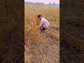 गेहूं काटे की नहीं खेलो रे बालम #song वायरलवीडियो #bhojpuri #