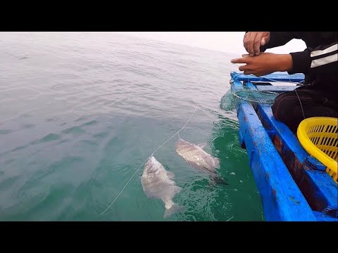 Video: Bắt Cá Tráp Bạc