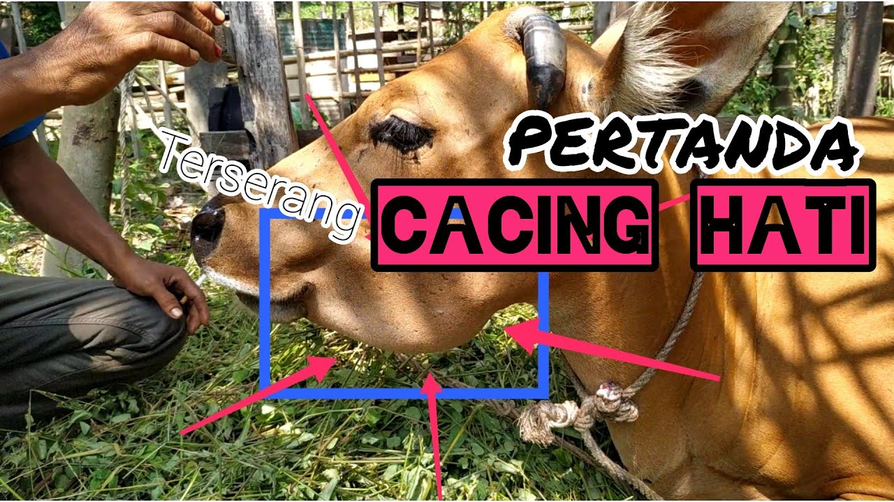 Sapi terserang cacing hati 