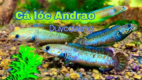 Cá LÓC ANDRAO - CẦU VỒNG VÂY XANH - Dễ Nuôi KHÔNG CẦN OXY